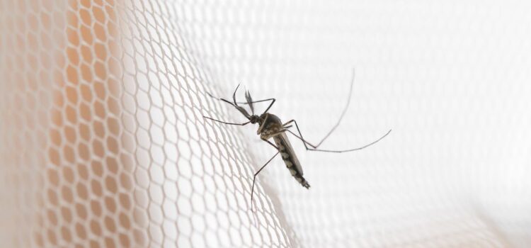 How to Keep Away the Mosquitos from Your Home?