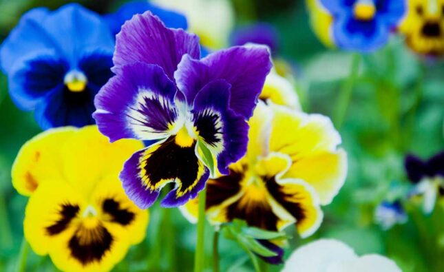 Care For Pansies