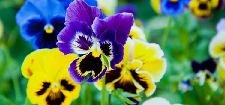 How to Care For Pansies in 2022
