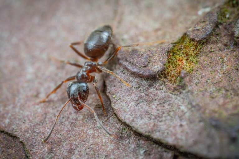 Types of Ants Commonly Found in Homes