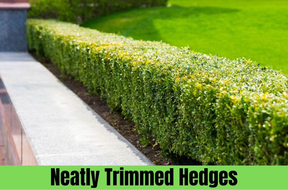 Neatly Trimmed Hedges